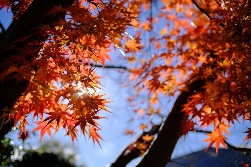 TTArtisan 23mm f/1.4C M43 (BS) 23mm f/1.4 C(マイクロフォーサーズマウント)