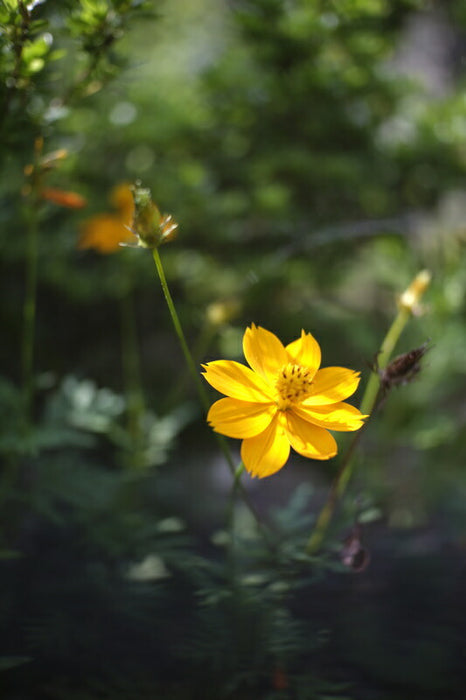 TTArtisan 25mm f/2C E (B) 25mm f/2 C(Eマウント)