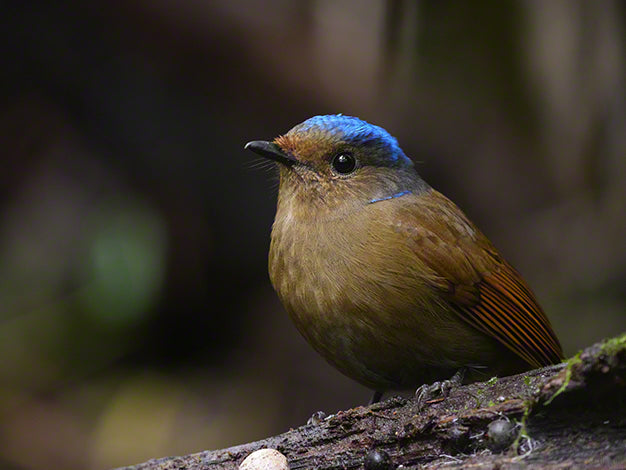 SONY SEL400800G FE400-800mm F6.3-8 G OSS