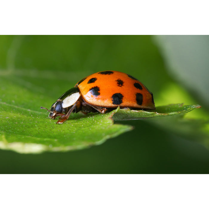 LAOWA LAO0837 180mm F4.5 1.5x Ultra Macro APO(Auto Focus/ソニーEマウント)