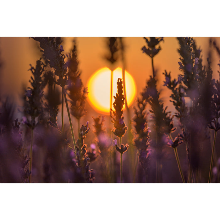 LAOWA LAO0837 180mm F4.5 1.5x Ultra Macro APO(Auto Focus/ソニーEマウント)