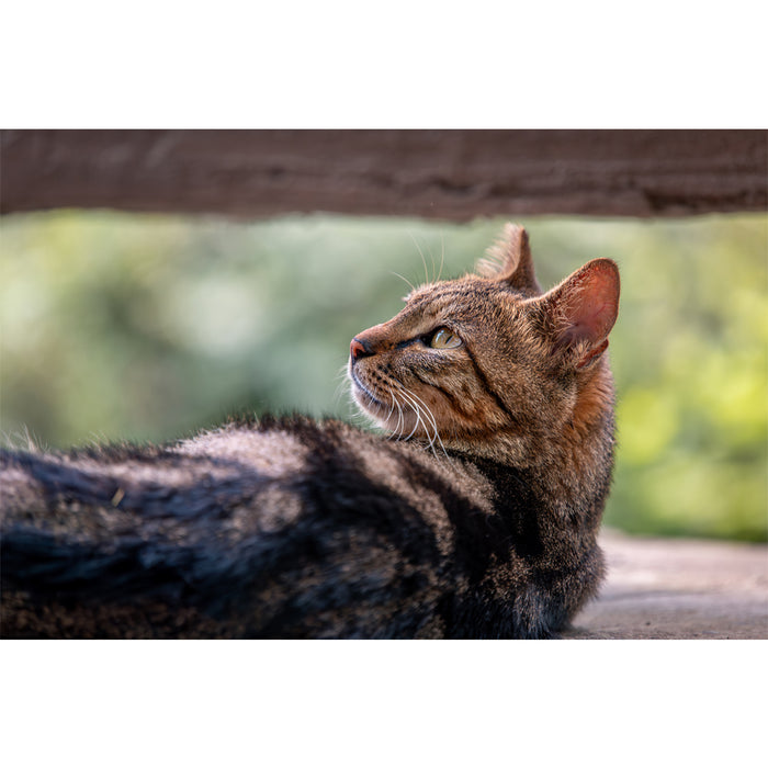 LAOWA LAO0838 180mm F4.5 1.5x Ultra Macro APO(Auto Focus/ニコンZマウント)