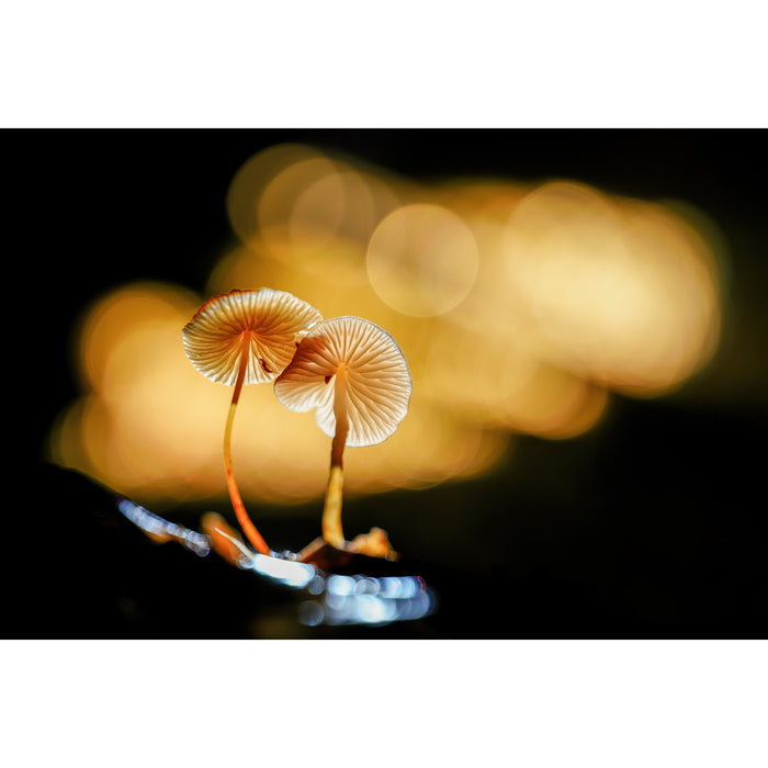 LAOWA LAO0839 180mm F4.5 1.5x Ultra Macro APO(Auto Focus/キヤノンEFマウント)