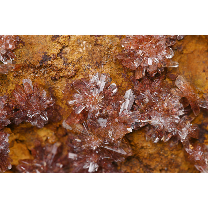 LAOWA LAO0841 180mm F4.5 1.5x Ultra Macro APO(ライカLマウント)