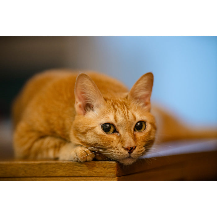 LAOWA LAO0842 200mm F2 AF FF(Eマウント)