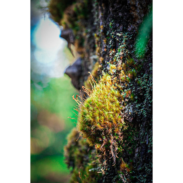 LAOWA LAO0855 35mm F2.8 Zero-D Tilt-shift 0.5x Macro(XCDマウント)