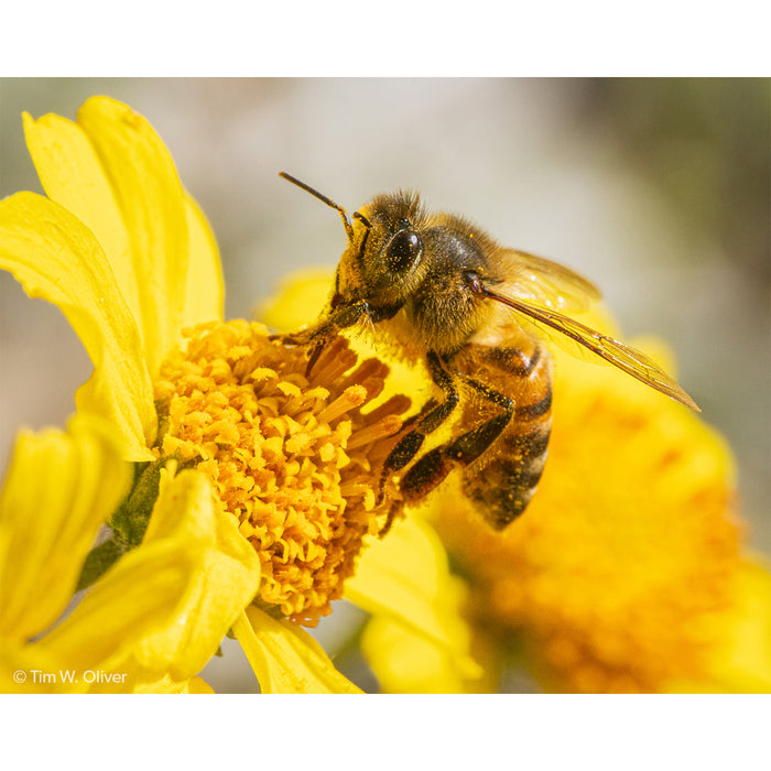 LAOWA LAO0868 90mm F2.8 2× Ultra Macro APO(MFTマウント)