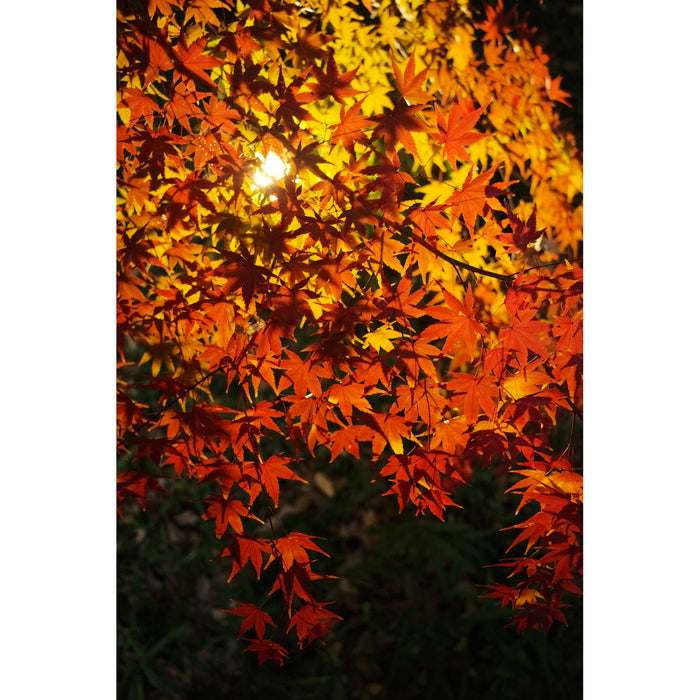 Thypoch TP-E28X-BLK Eureka 28mm f/2.8 ASPH. 富士フイルムXマウント ブラック