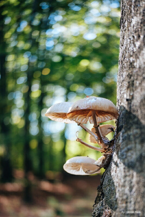 TTArtisan AF27mm f/2.8 X (B) AF 27mm f/2.8(Xマウント/ブラック)