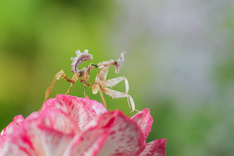 中一光学 APO 4/200 M1X (HX) APO 200mm F4 MACRO 1X(ハッセルXマウント)