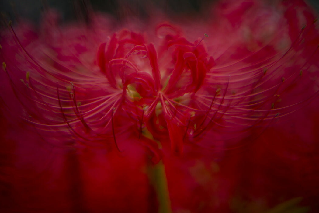 中一光学 CREATOR 2.8/135mm II (PK) BK CREATOR 135mm F2.8 II(Kマウント)