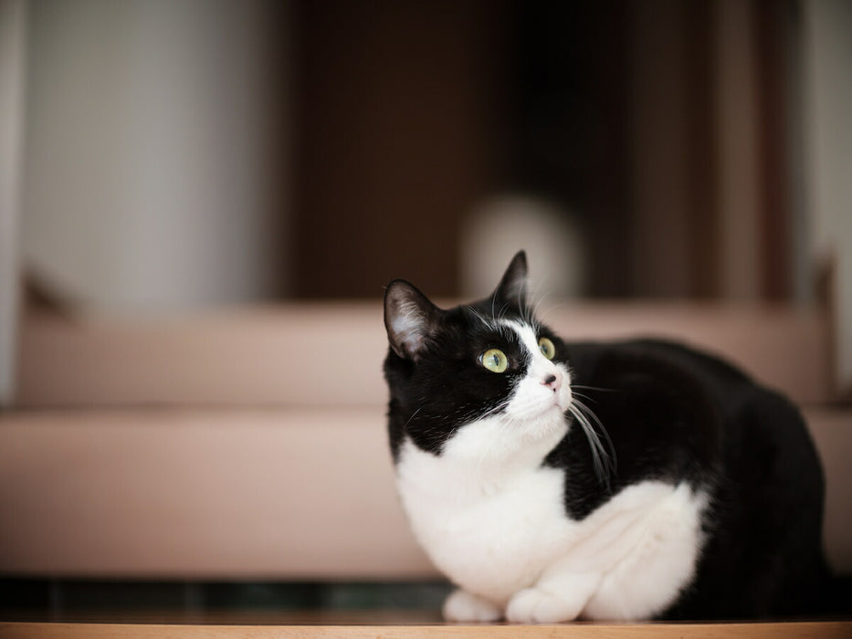 中一光学 SPEEDMASTER 1.2/85mm (FG) SPEEDMASTER 85mm F1.2(Gマウント)