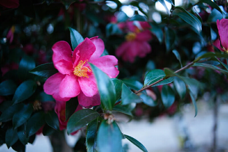 TTArtisan 17mm f/1.4C L (B) 17mm f/1.4 C ASPH(Lマウント)