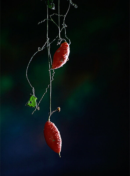 中一光学 CREATOR 2/85mm (E) BK CREATOR 85mm F2(Eマウント)