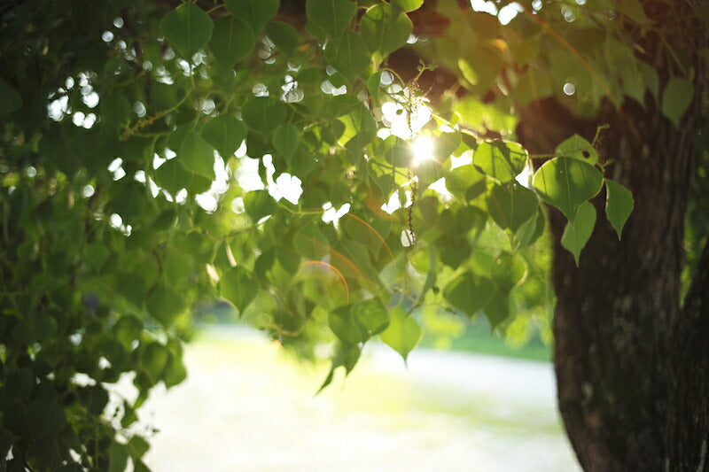 LIGHT LENS LAB LLL-35M (S) M 35mm f/2 シルバー(Mマウント)