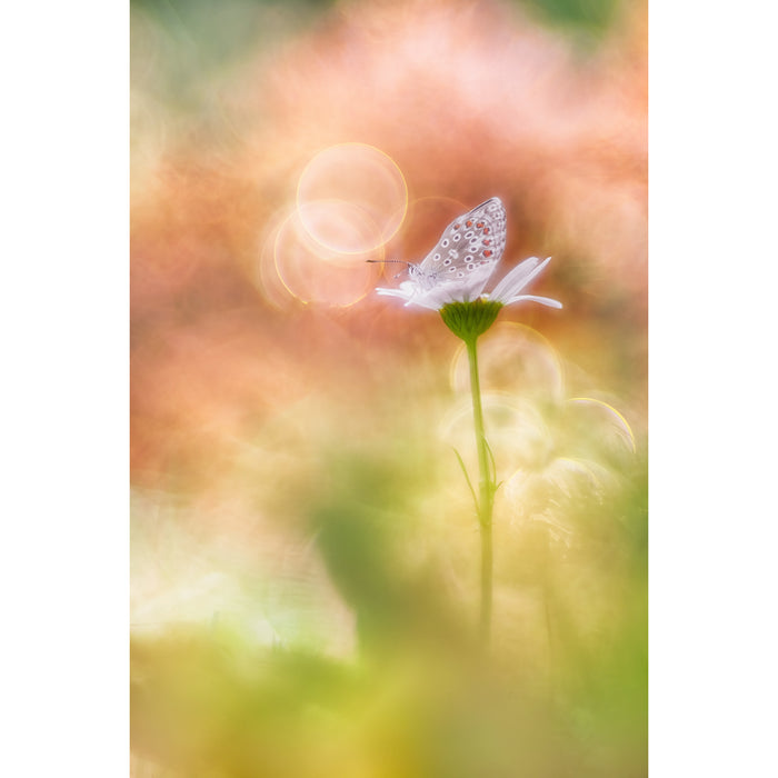 Meyer Optik Gorlitz MOG10028IIFX Trioplan 100mm F2.8 II(フジXマウント)