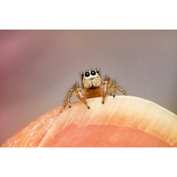 LAOWA LAO0228 LAOWA Mini 85mm F5.6 2X Ultra Macro APO ソニーFE